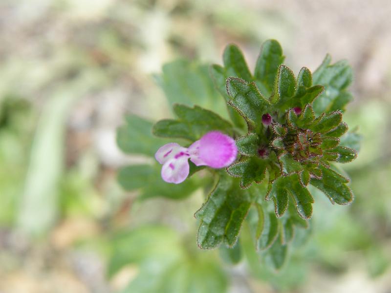 Gala crista - Lamium purpureum1.JPG